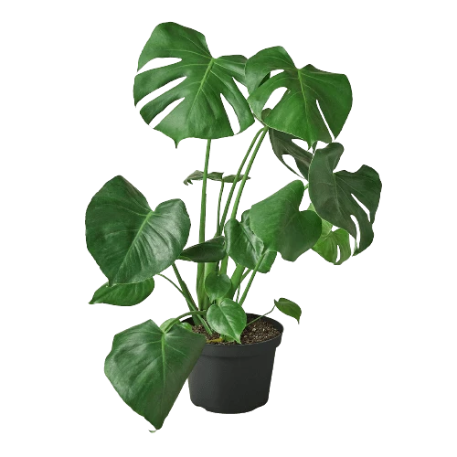 Philodendron Monstera Split-Leaf - Image 3