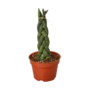 Snake Plant Braided
