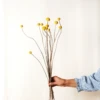 Lotte Dried Yellow Billy Ball Bouquet