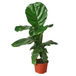Fiddle Leaf Fig