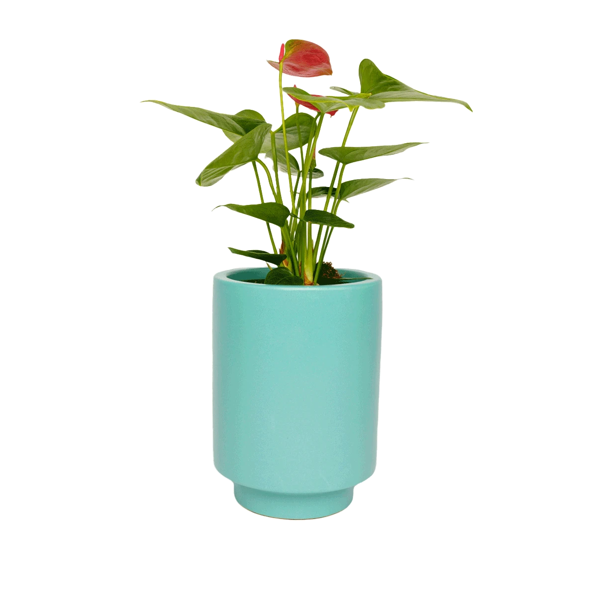 Jungalow Carribean Green Kaya Vase By Justina Blakeney™