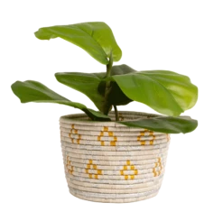 Gold + Silver Planter