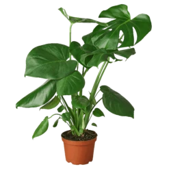 Philodendron Monstera Split-Leaf
